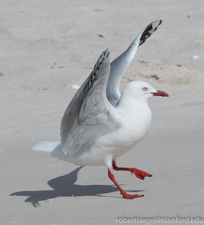 silver gull